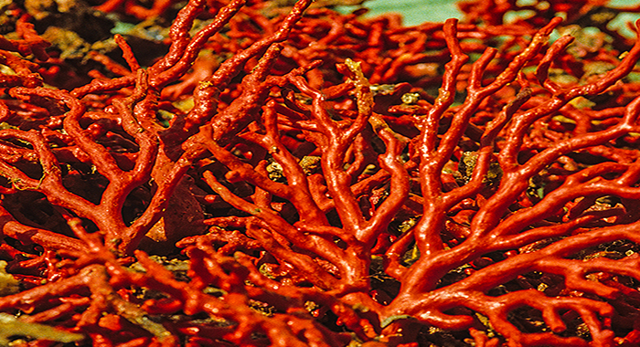 corallo rosso mediterraneo